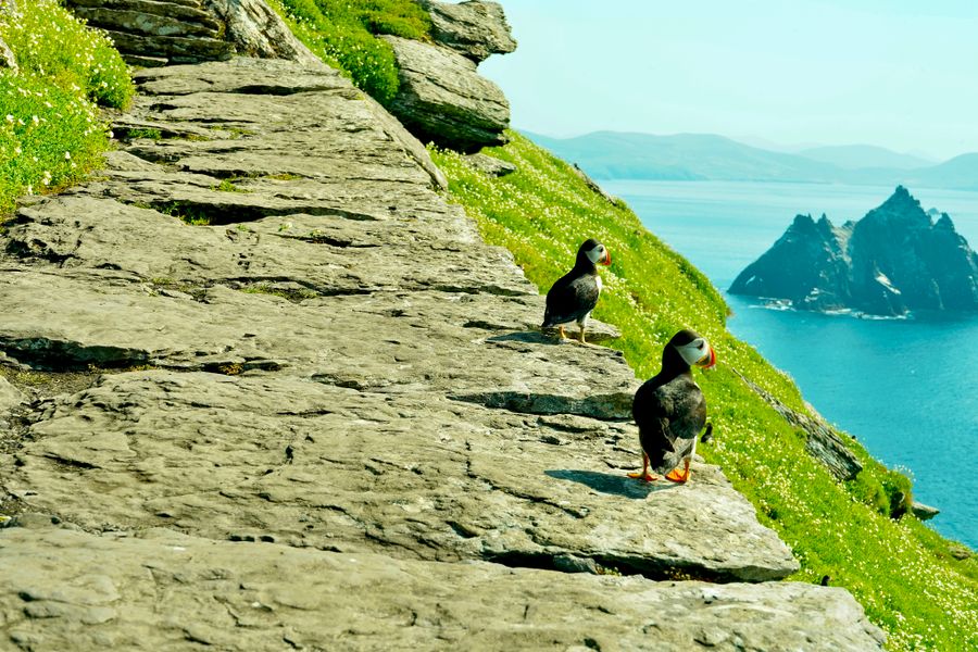 Puffins on cliffs with Skellig Michael in view
