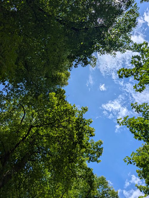 Free A vibrant view of a lush forest canopy against a clear blue sky, showcasing nature's beauty. Stock Photo