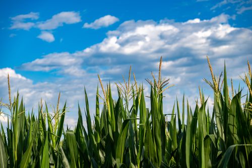 Free Vibrant cornfield reaching towards a blue sky with scattered clouds, captured in Garešnica, Croatia. Stock Photo