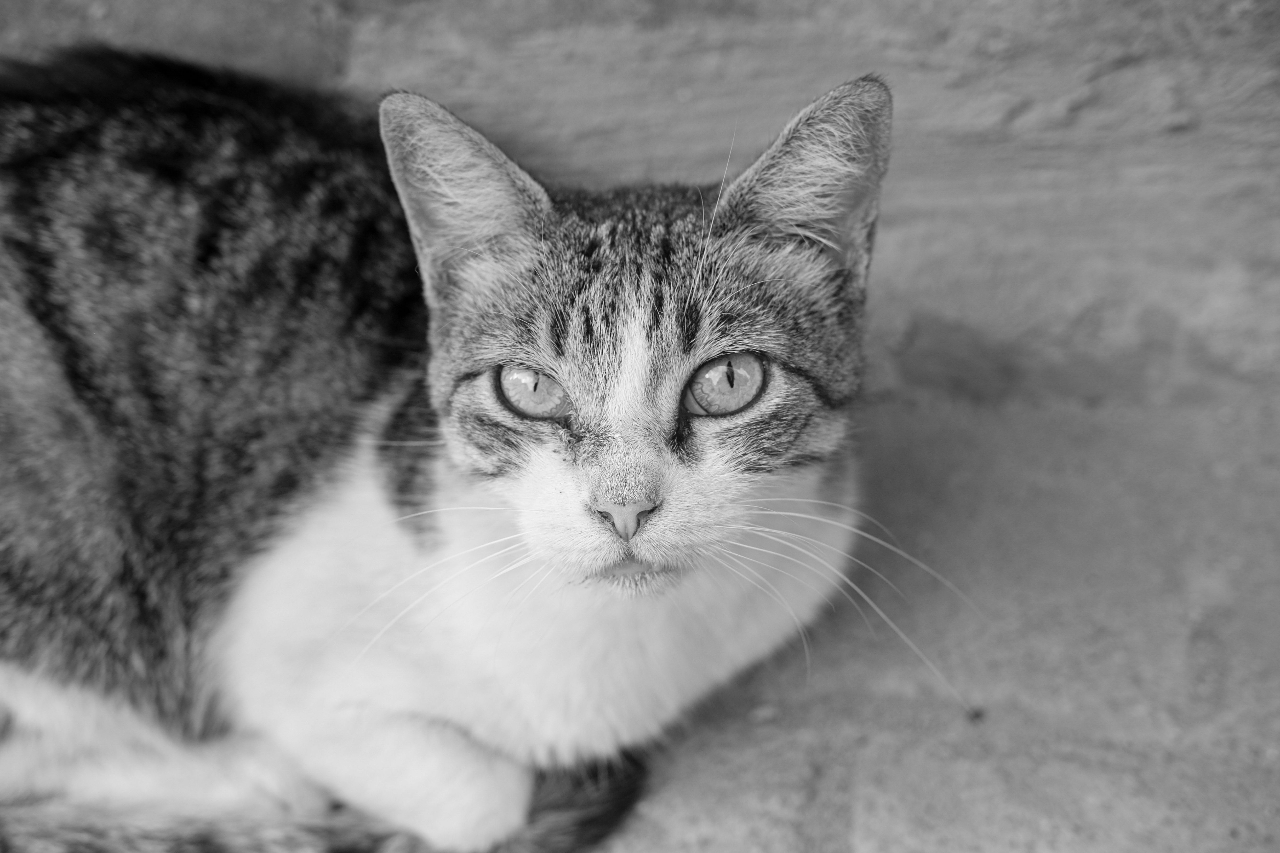 Veterinary care for a cat