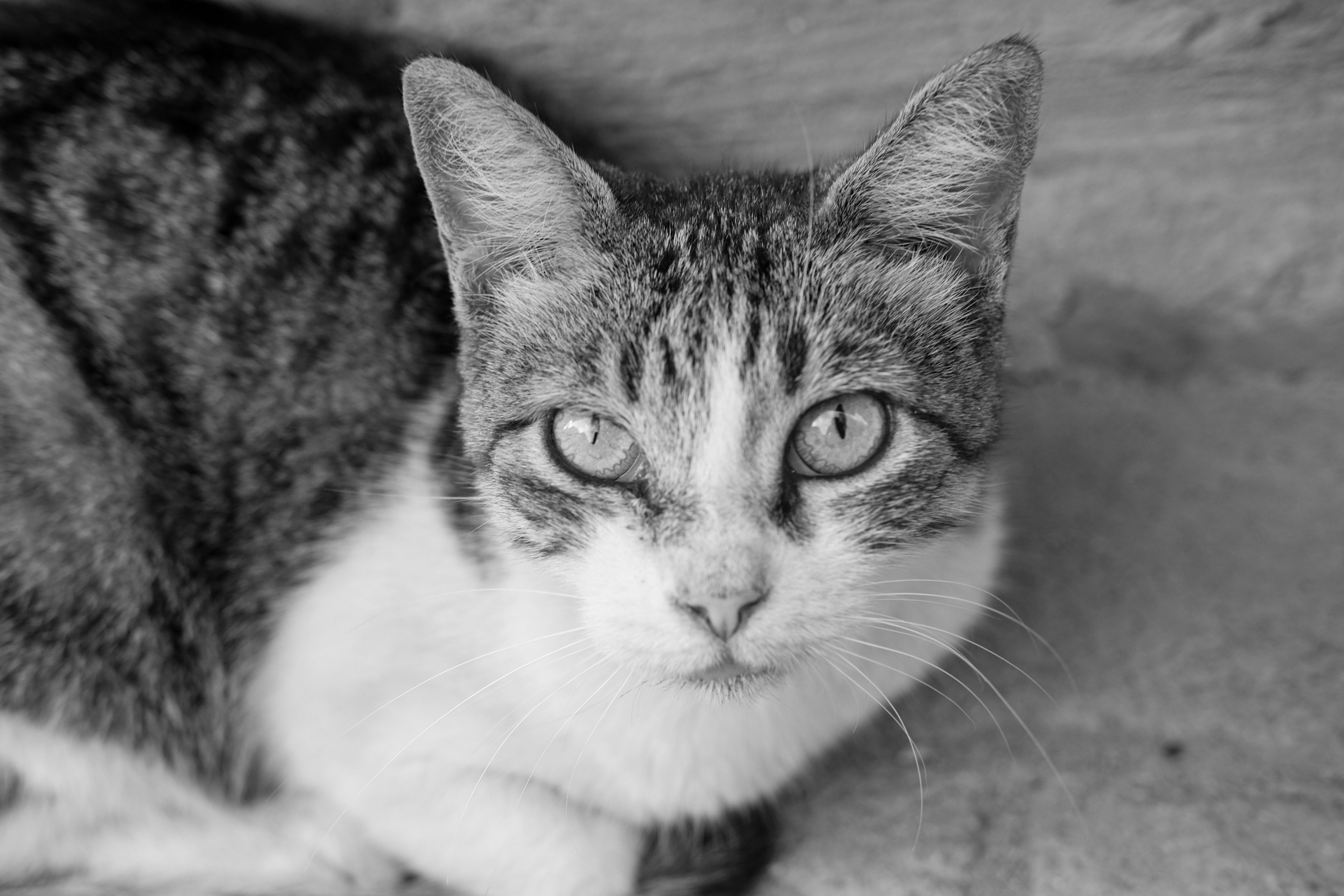 Veterinary care for a cat