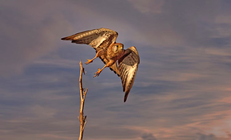 Wild Falcon Flying Under Cloudy Sunset Sky