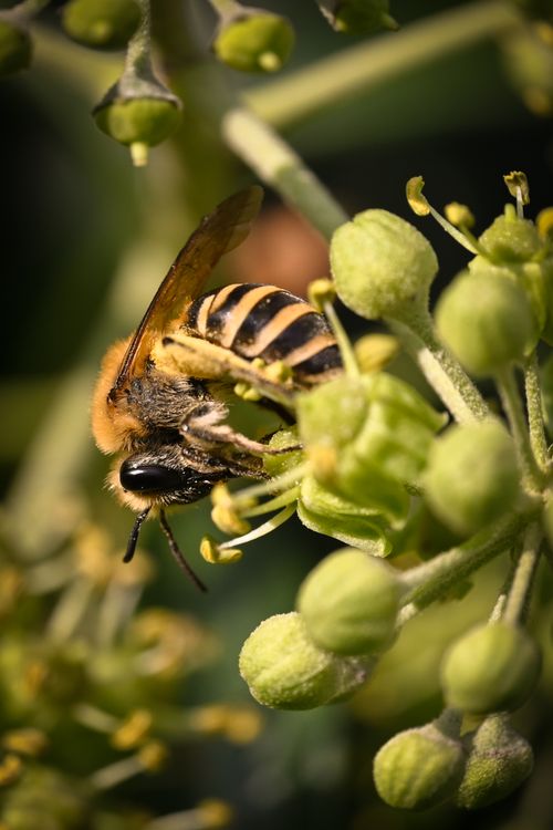 Free Macro photo of a bee pollinating green flowers, highlighting nature's intricate details. Stock Photo