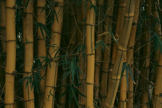 Close-up of dense bamboo trunks with green leaves in Goiás, Brazil.