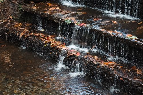 Free Captivating view of a small cascading stream with autumn leaves in a forest setting. Stock Photo