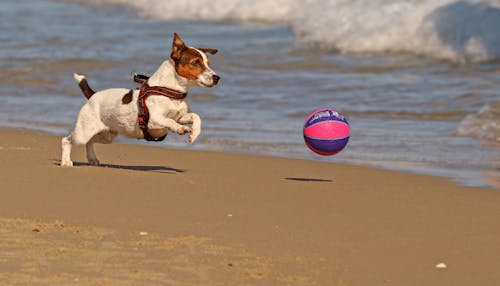 Free Cute purebred dog playing with ball on sandy beach Stock Photo