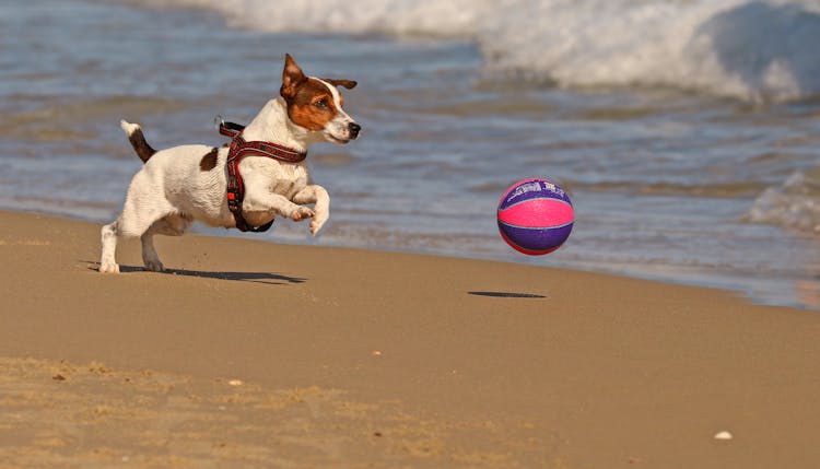 Cute Purebred Dog Playing With Ball On Sandy Beach