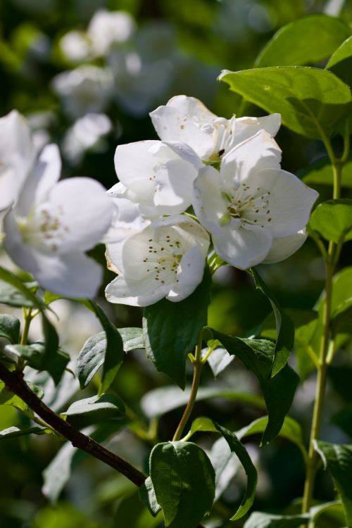 Free A stunning close-up of white jasmine flowers in sunlight with green leaves. Stock Photo