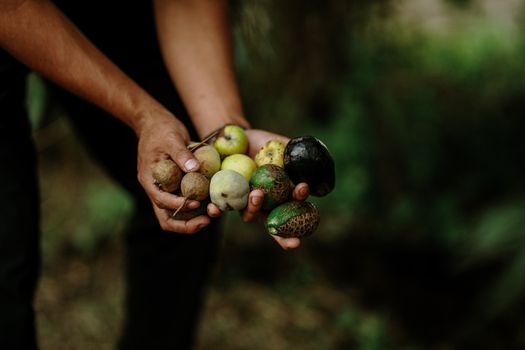 Close-up of hands holding diverse fruits including avocados in an outdoor setting in Puebla, Mexico.