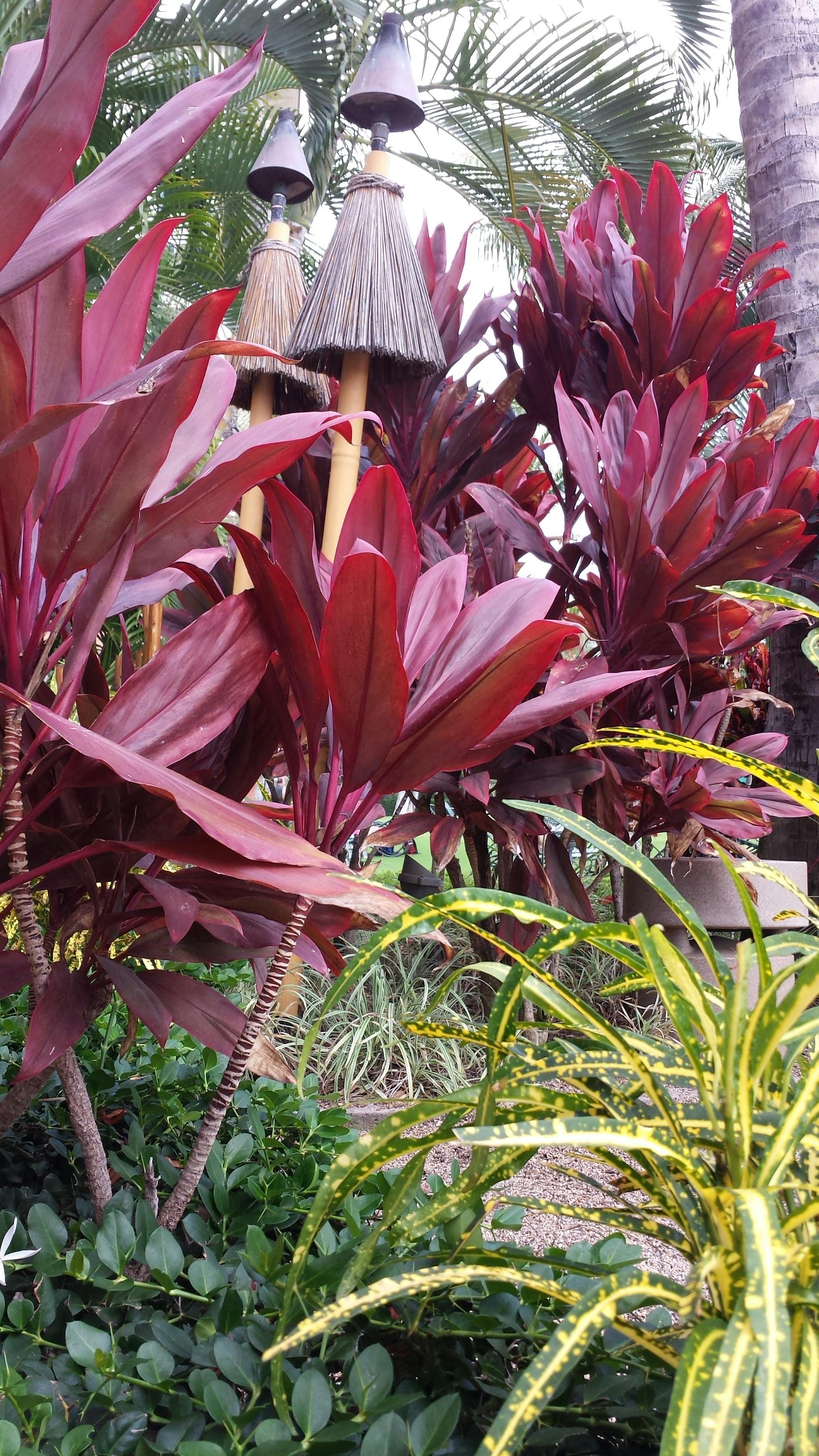 Free stock photo of hawaii, plants, tropical