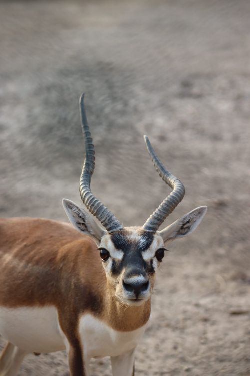 Free A striking blackbuck antelope with spiraled horns captured up close in its natural habitat. Stock Photo