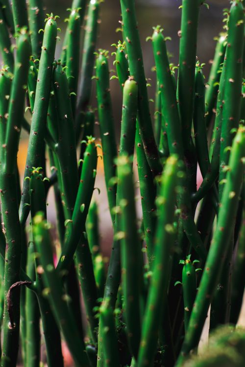 Free Detailed image of vibrant green pencil cactus stems, showcasing their unique texture and form. Stock Photo