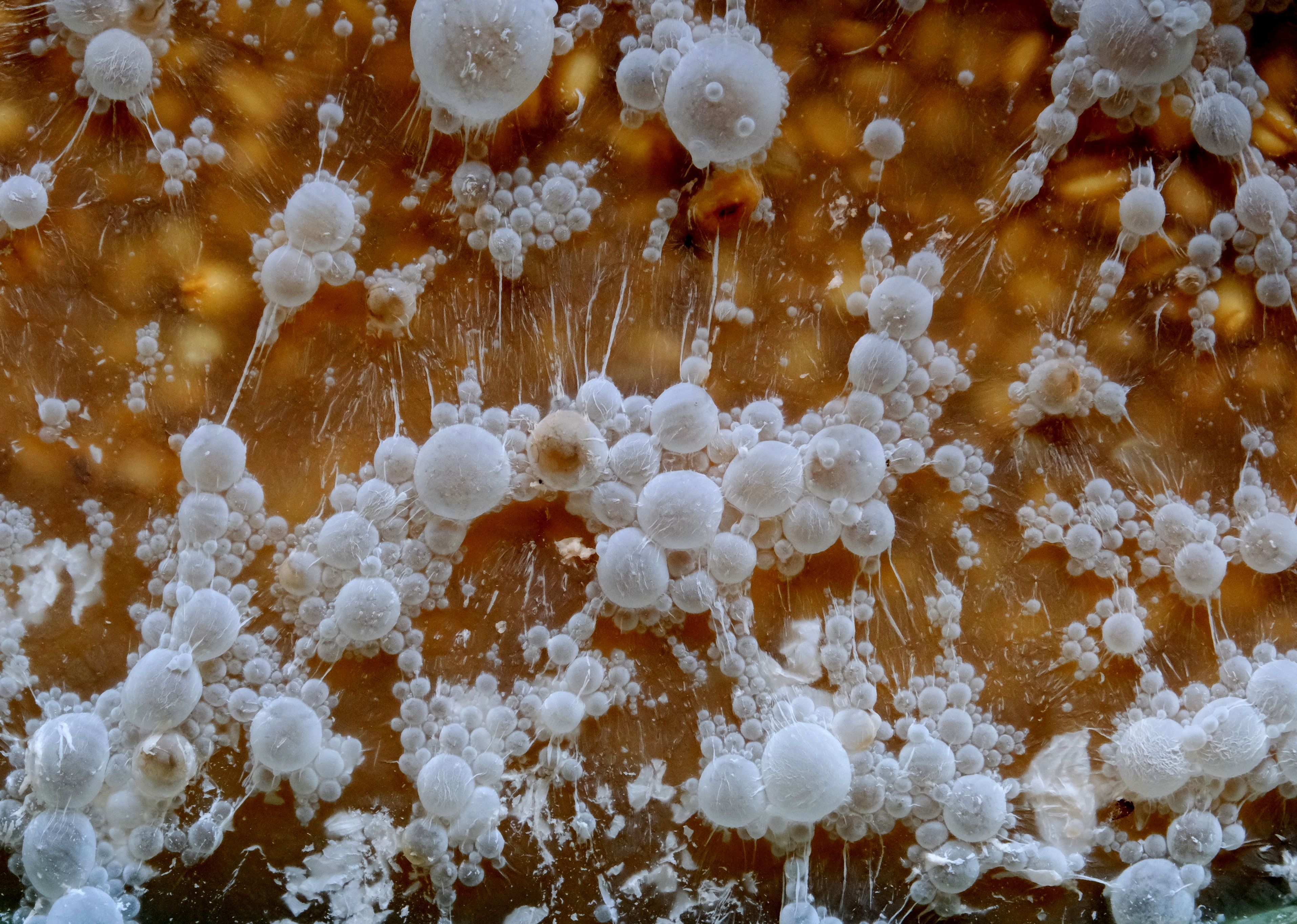 Foto: Roman Biernacki / Pexels