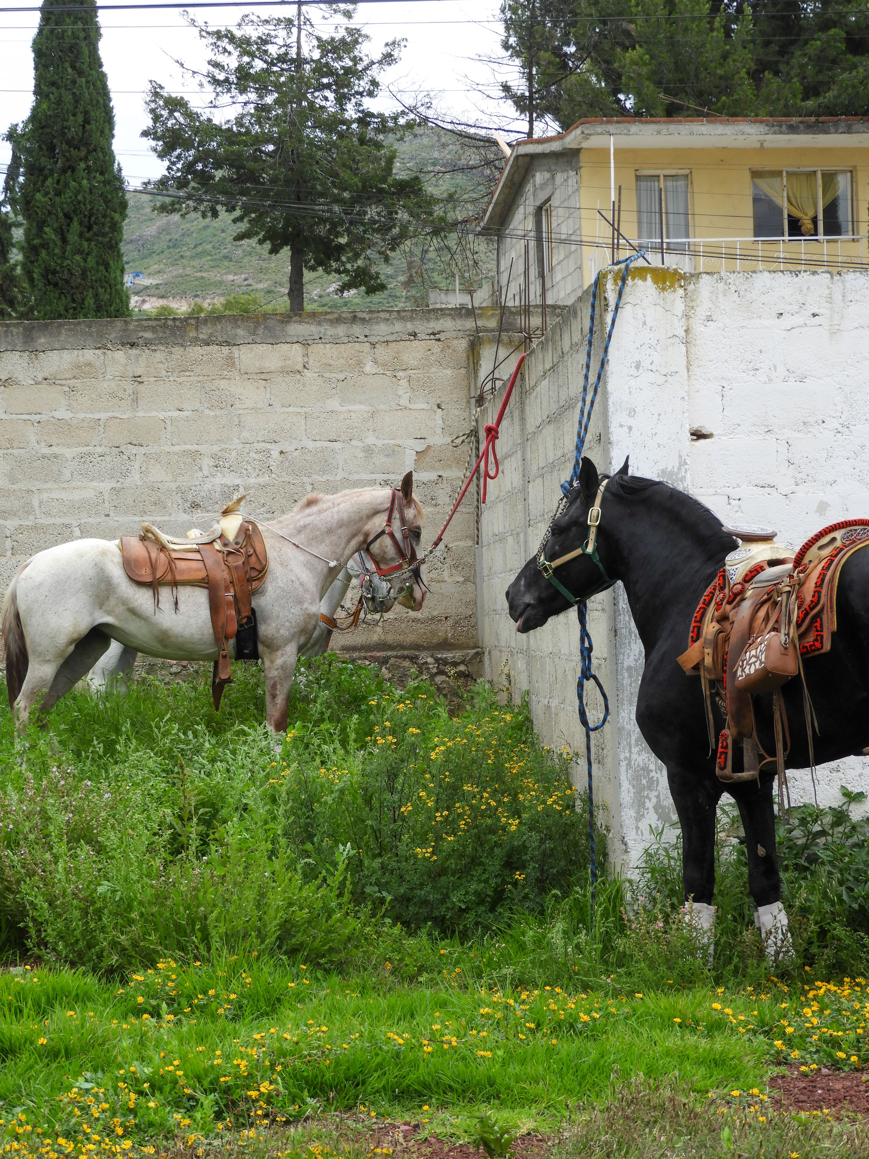Two saddled horses tied in a rustic Mexican countryside setting with greenery.