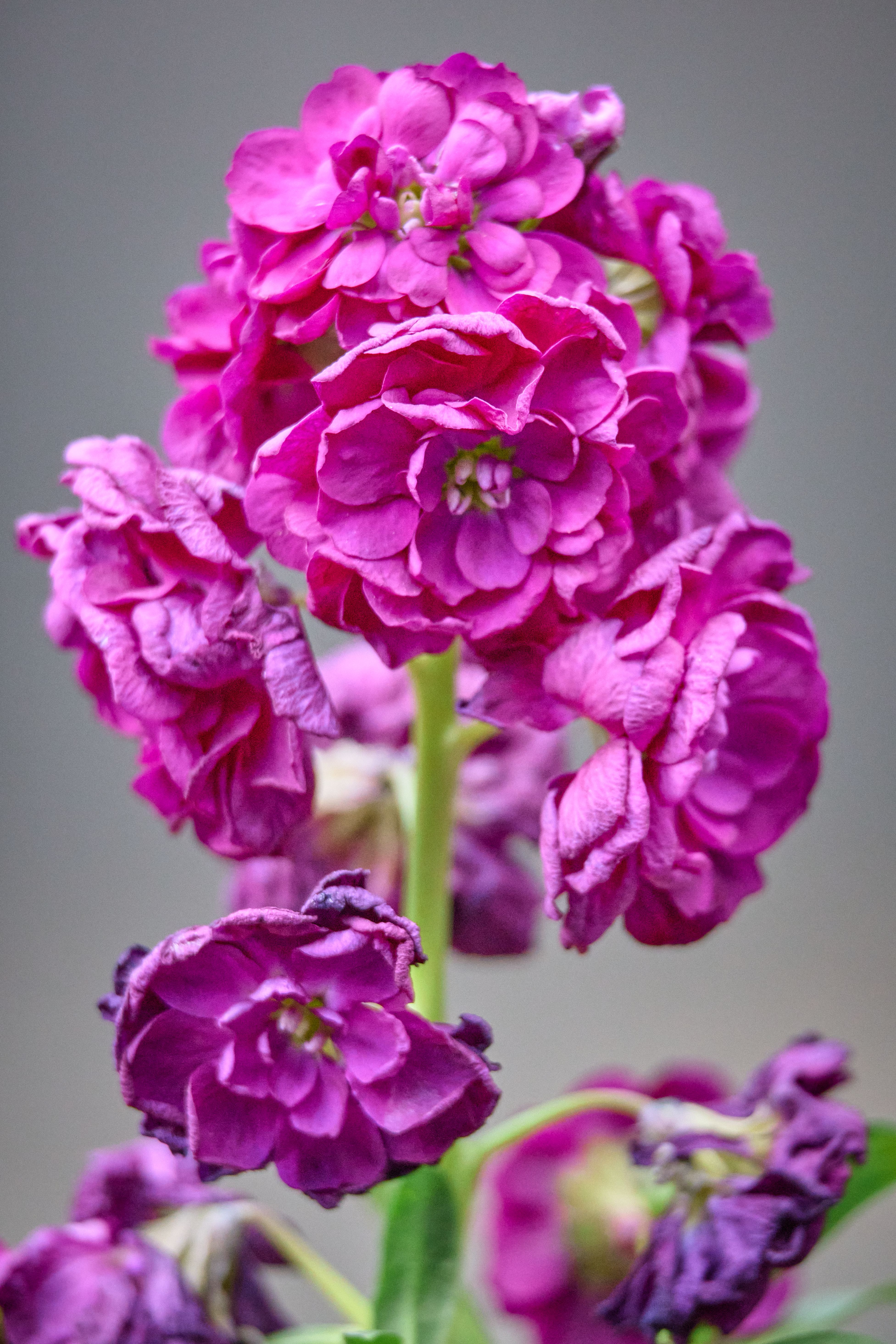 Close-up of vibrant purple stock flowers against a soft grey background, showcasing their intricate petals.