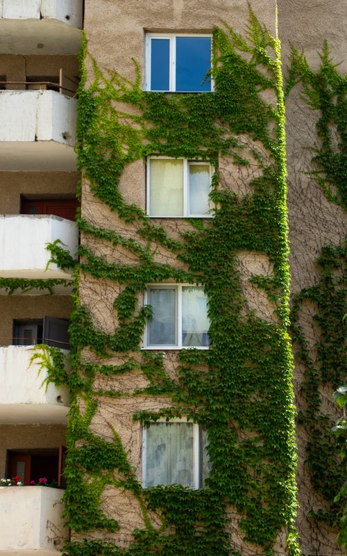 Free Green ivy covers an apartment building in Chișinău, Moldova, creating a natural facade. Stock Photo