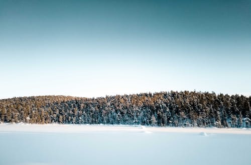 Green Trees on Snow Covered Ground