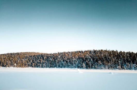 Snow-covered forest under a clear winter sky in Inari, Finland, capturing the peace of nature.