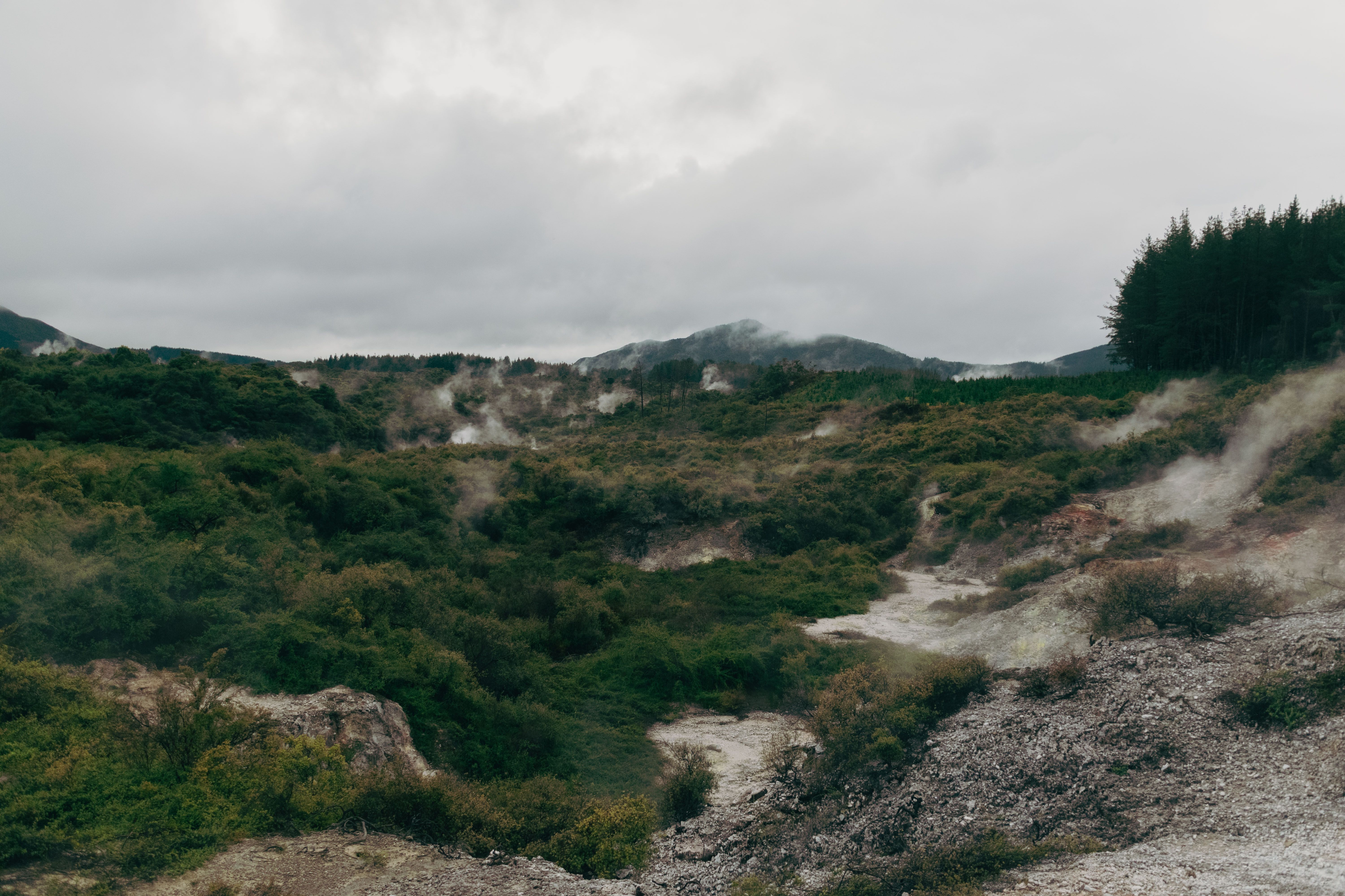 Misty geothermal area with lush green vegetation and steaming vents in New Zealand.