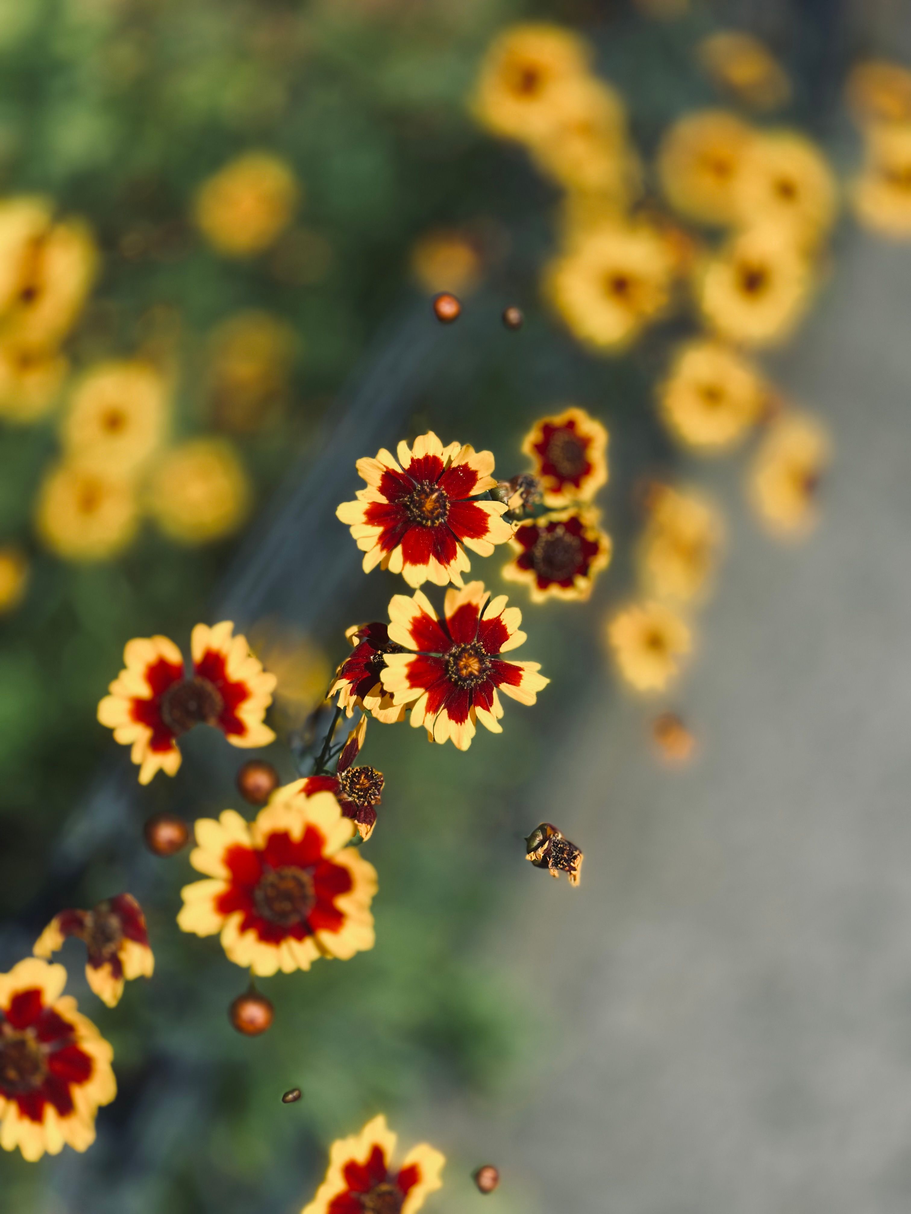 [ColoSach]-stunning-close-up-of-vibrant-red-and-yellow-coreopsis-flowers-in-bloom.
