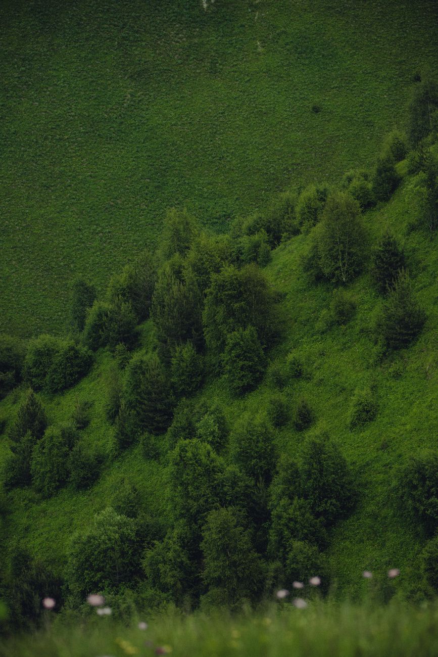 Strahlende Landschaft & Grün – Anime-Stil Hintergrundbild