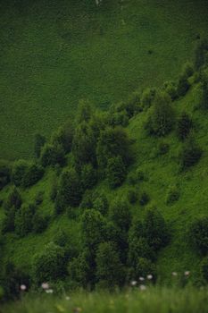 Strahlende Landschaft & Grün – Anime-Stil Hintergrundbild
