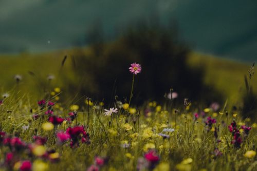 Free A beautiful wildflower meadow in the Chechen Republic, Russia, showcasing vibrant colors and natural beauty. Stock Photo