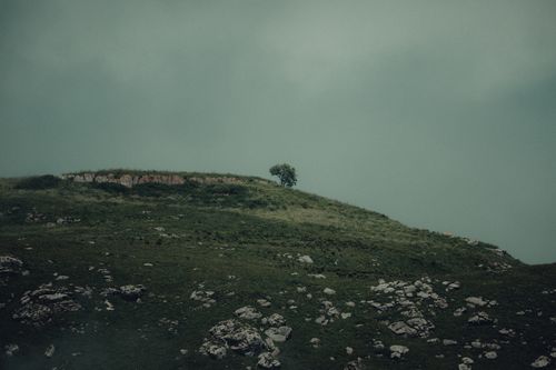 Free A lone tree stands atop a hill in Chechen Republic's serene landscape. Stock Photo