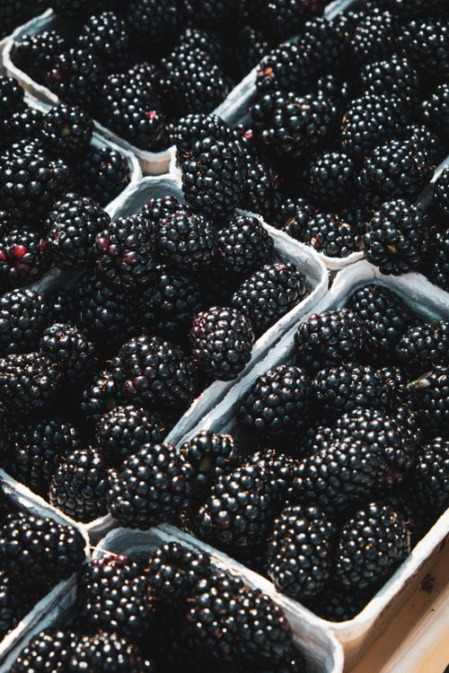 Free Close-up of ripe blackberries neatly packed in cardboard punnets, showcasing freshness. Stock Photo