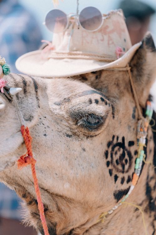 Free Close-up of a camel adorned with sunglasses and a hat, featuring decorative ornaments. Stock Photo