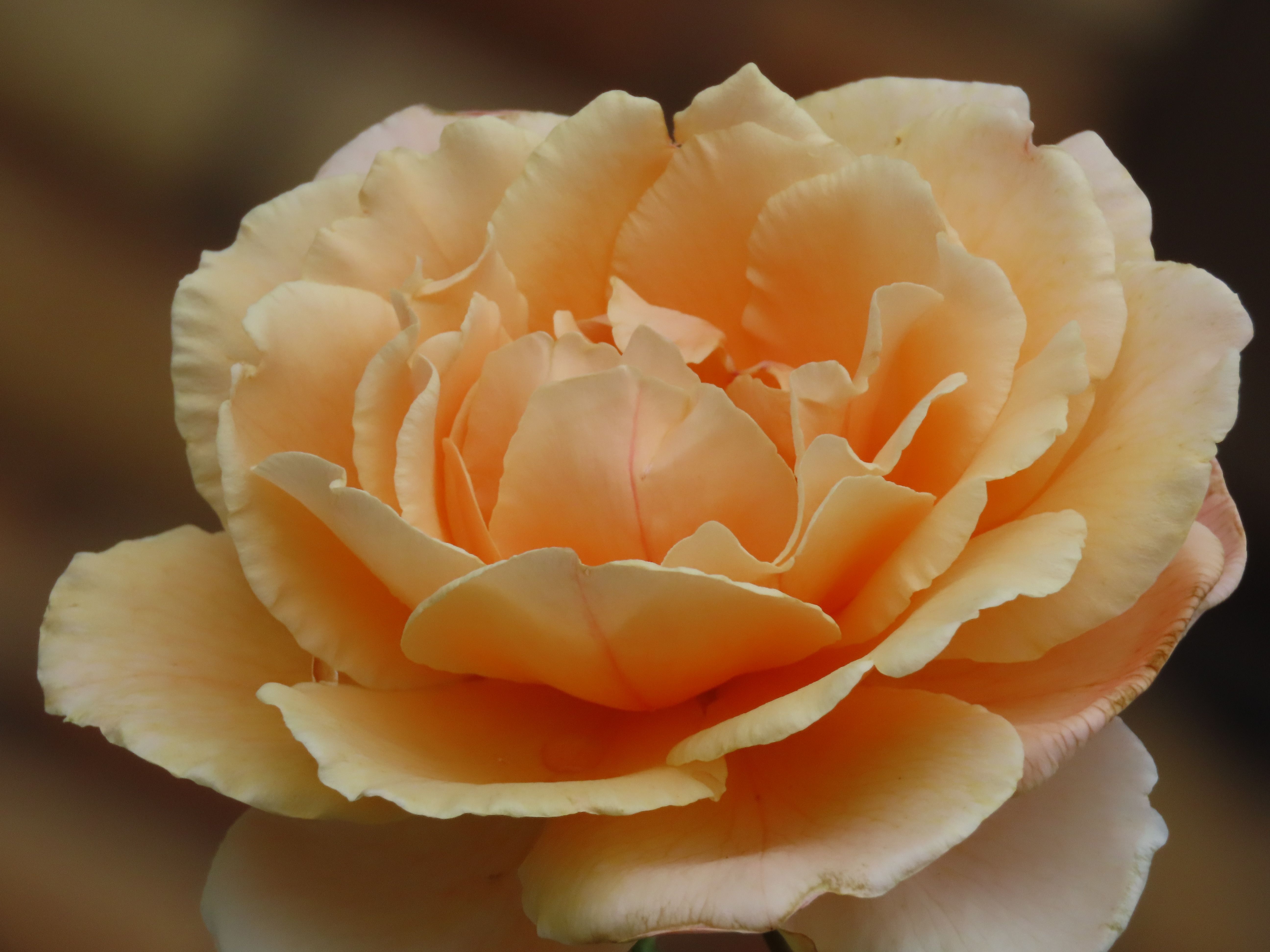 A beautiful peach-colored rose in full bloom, captured in Sydney's gardens.