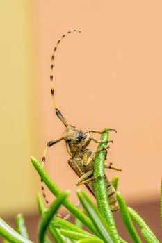 Macro image of an insect with long antennae perched on a green plant against a soft-colored background.