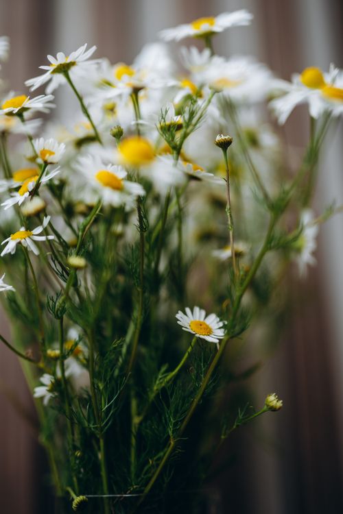 Free A beautiful close-up of blooming daisies with a soft, artistic focus creating a serene, natural ambiance. Stock Photo