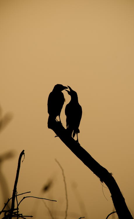 Free Silhouette of Birds Perched on Tree Branch Stock Photo