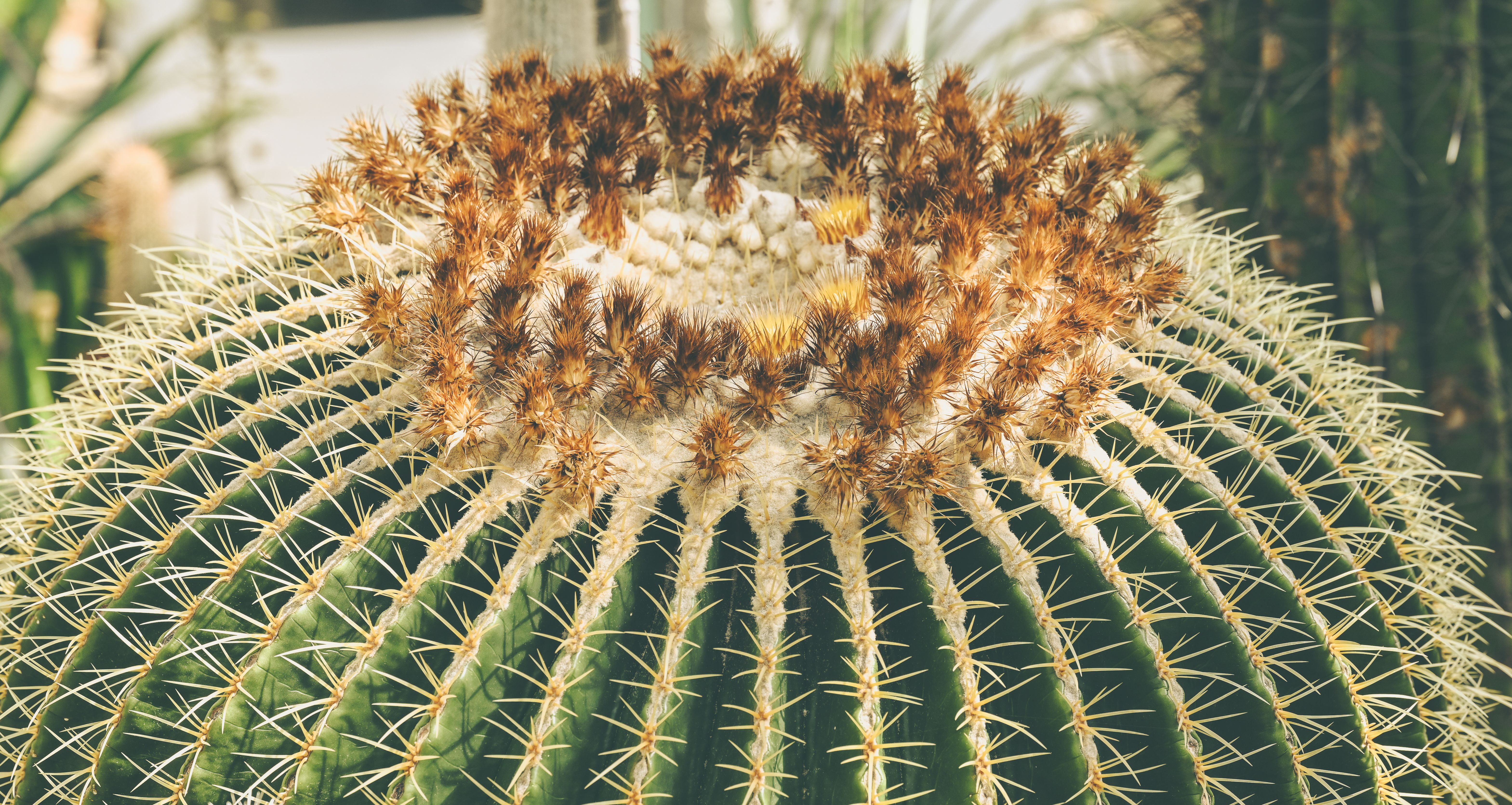 Cactus Sports, an independent ASU merchandise store, is thriving in Tempe — Photo by Alexas Fotos on Pexels