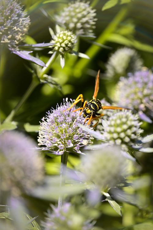 Free A vibrant wasp feeding on an eryngo flower in a sunny garden setting. Stock Photo