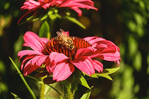 Free Close-up of a honeybee collecting nectar from a pink coneflower in sunlight. Stock Photo