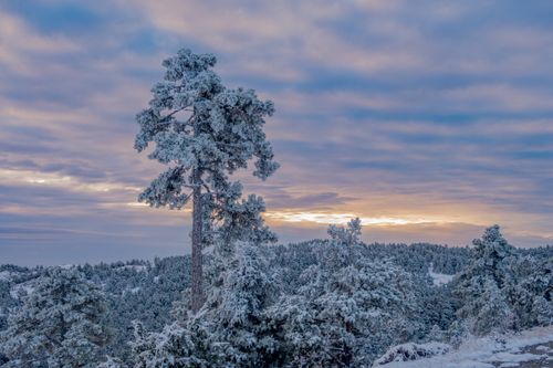 Free Stunning snow-covered forest in Aragón, Spain at sunset, showcasing natural beauty. Stock Photo