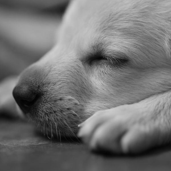 Close-up of a sleeping puppy, photo by Gaurav Vishwakarma on Pexels