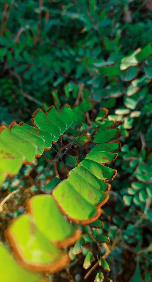 Free stock photo of green leaf