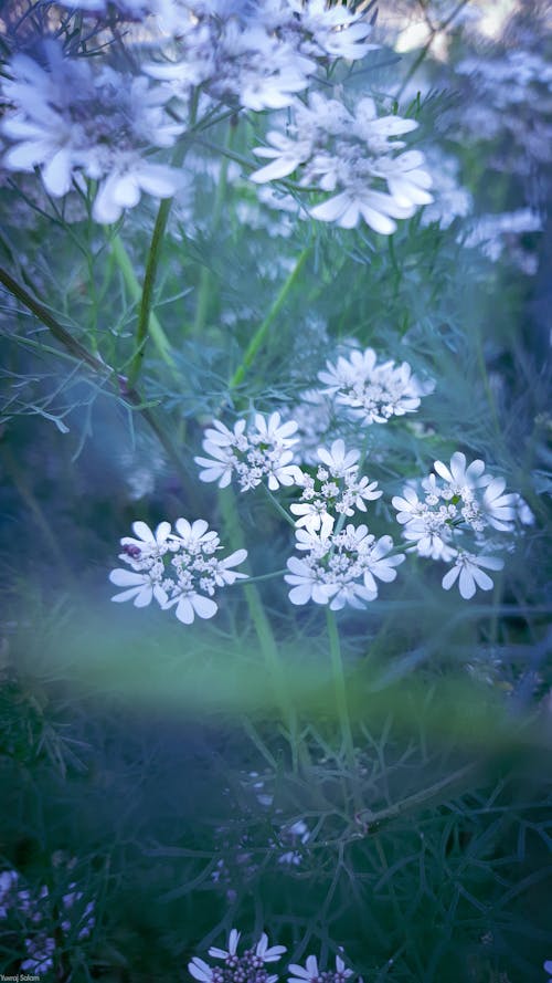 Free stock photo of coriander flower Stock Photo