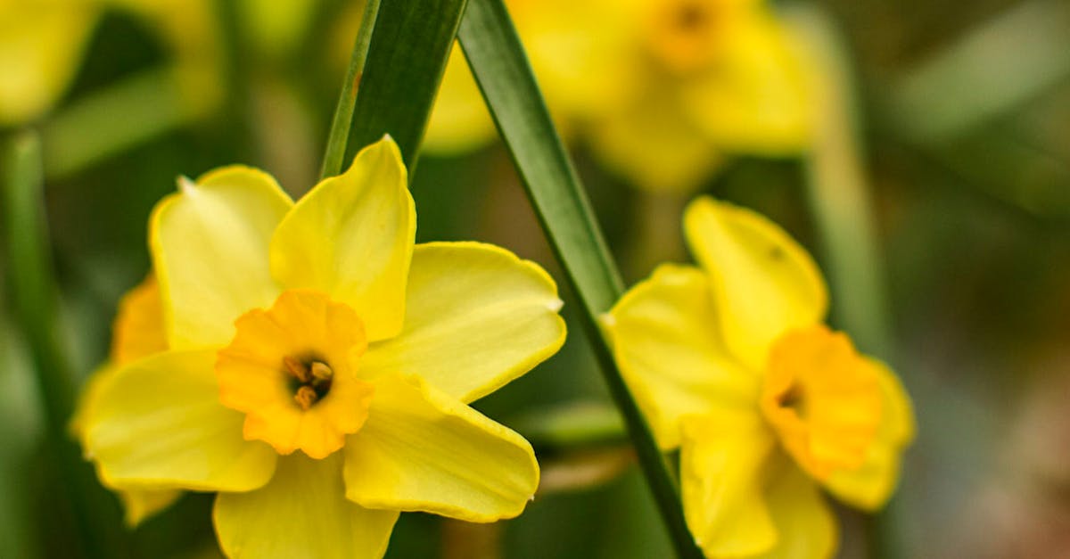 Free stock photo of daffodils, flowers, garden flower