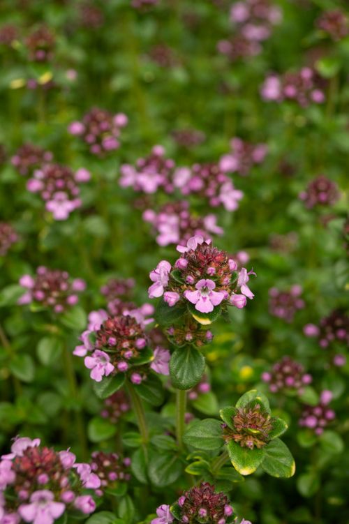 Free Beautiful macro shot of creeping thyme flowers showcasing vibrant purple blooms in a summer garden. Stock Photo