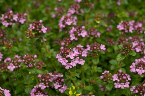 Free Beautiful blooming creeping thyme flowers in Kyiv Oblast garden. Stock Photo