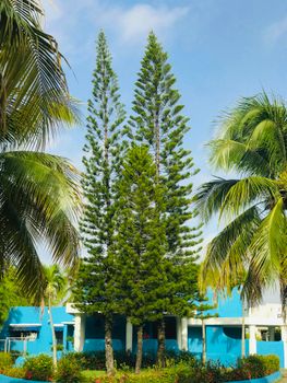 Lush tropical trees stand against a vibrant blue building in San Gregorio de Nigua.