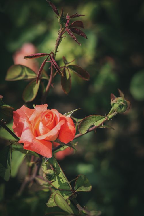 Free Close-up of a vivid orange rose blooming amidst foliage in a summer garden in Chisinau. Stock Photo
