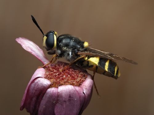 Free Macro shot of a hoverfly perched on a vibrant pink flower, showcasing detailed features and natural beauty. Stock Photo