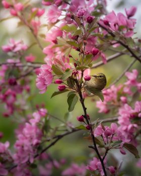 A small bird perched amidst vibrant pink cherry blossoms in spring.