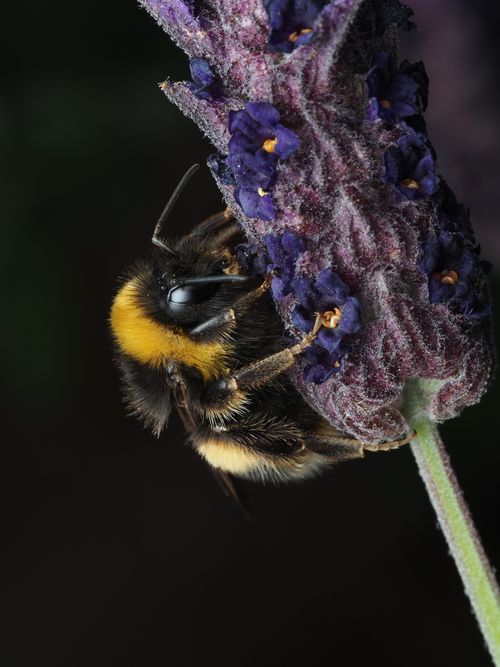 Free Macro shot of a bumblebee on a lavender flower, showcasing vivid colors and detail. Stock Photo
