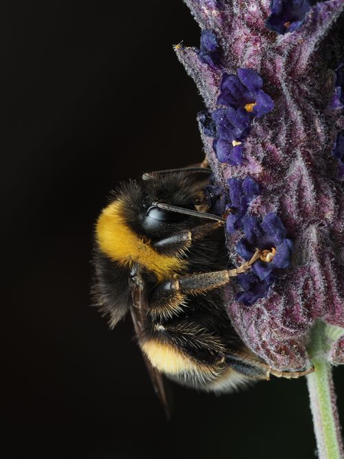 Free Detailed macro shot of a bumblebee collecting nectar from vibrant lavender flowers. Stock Photo